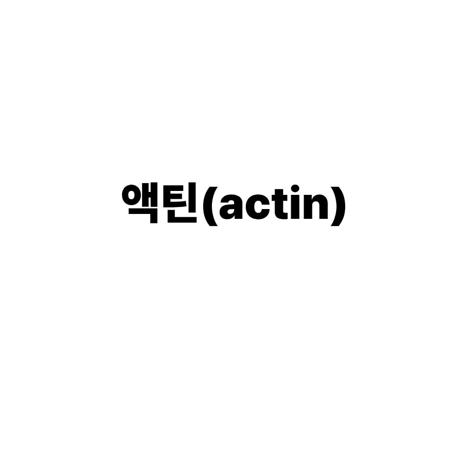 액틴(actin)