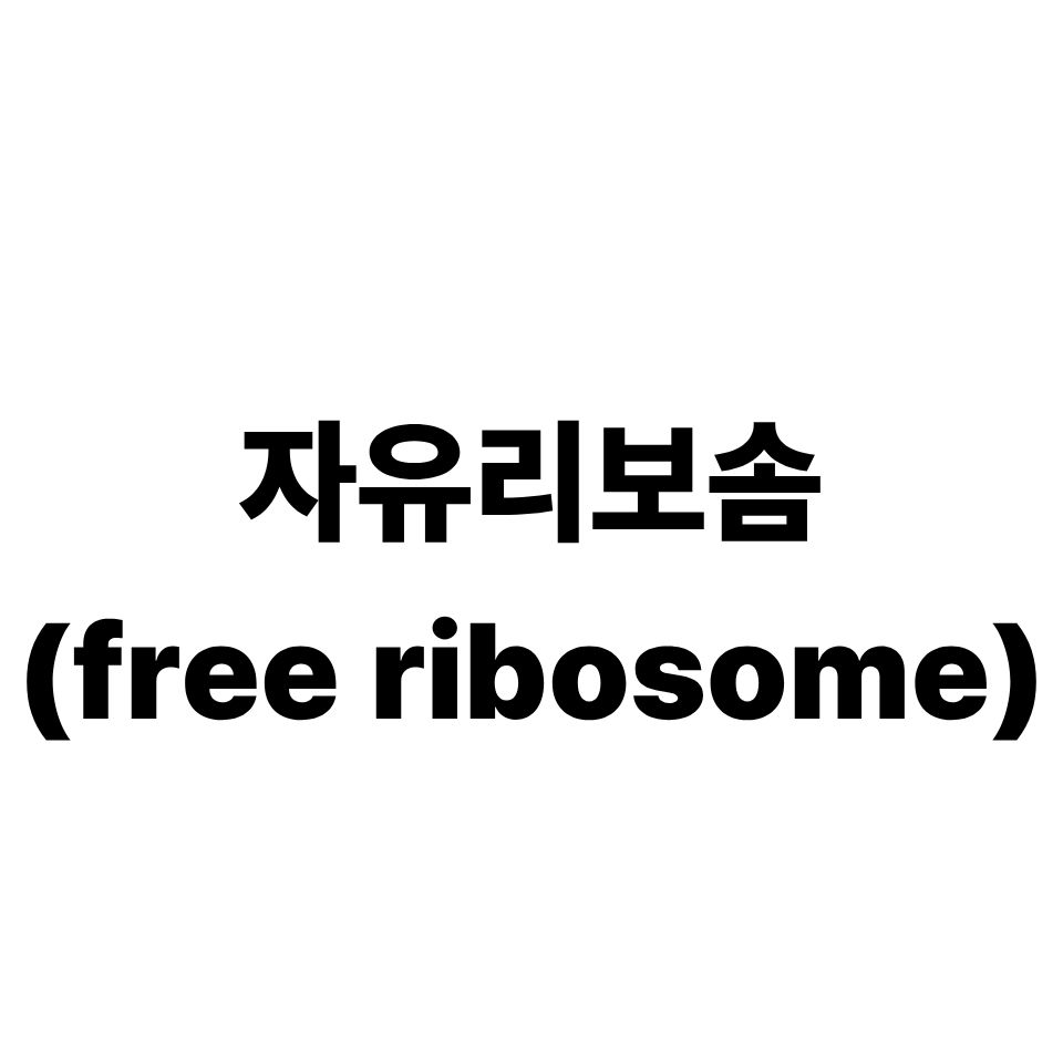자유 리보솜