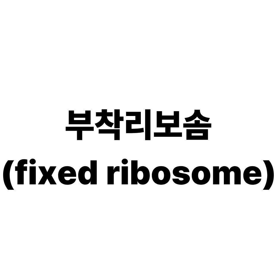 부착 리보솜