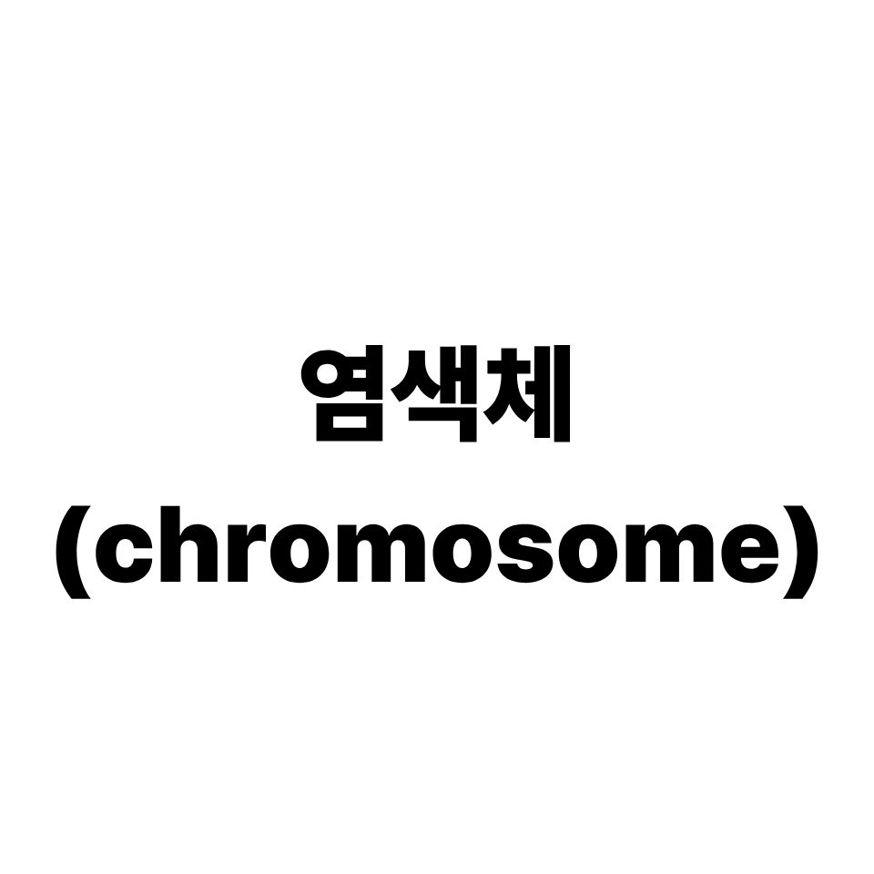 염색체
