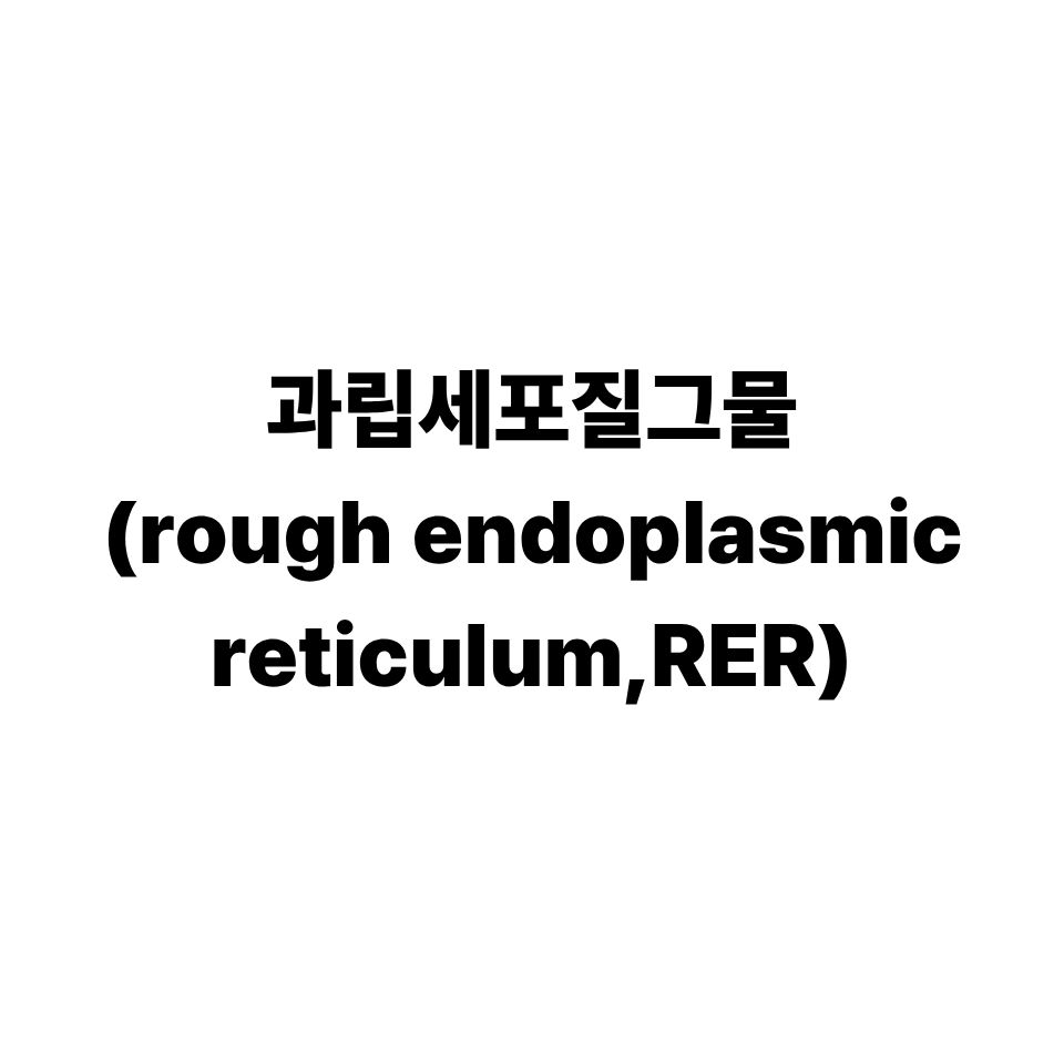 과립세포질그물