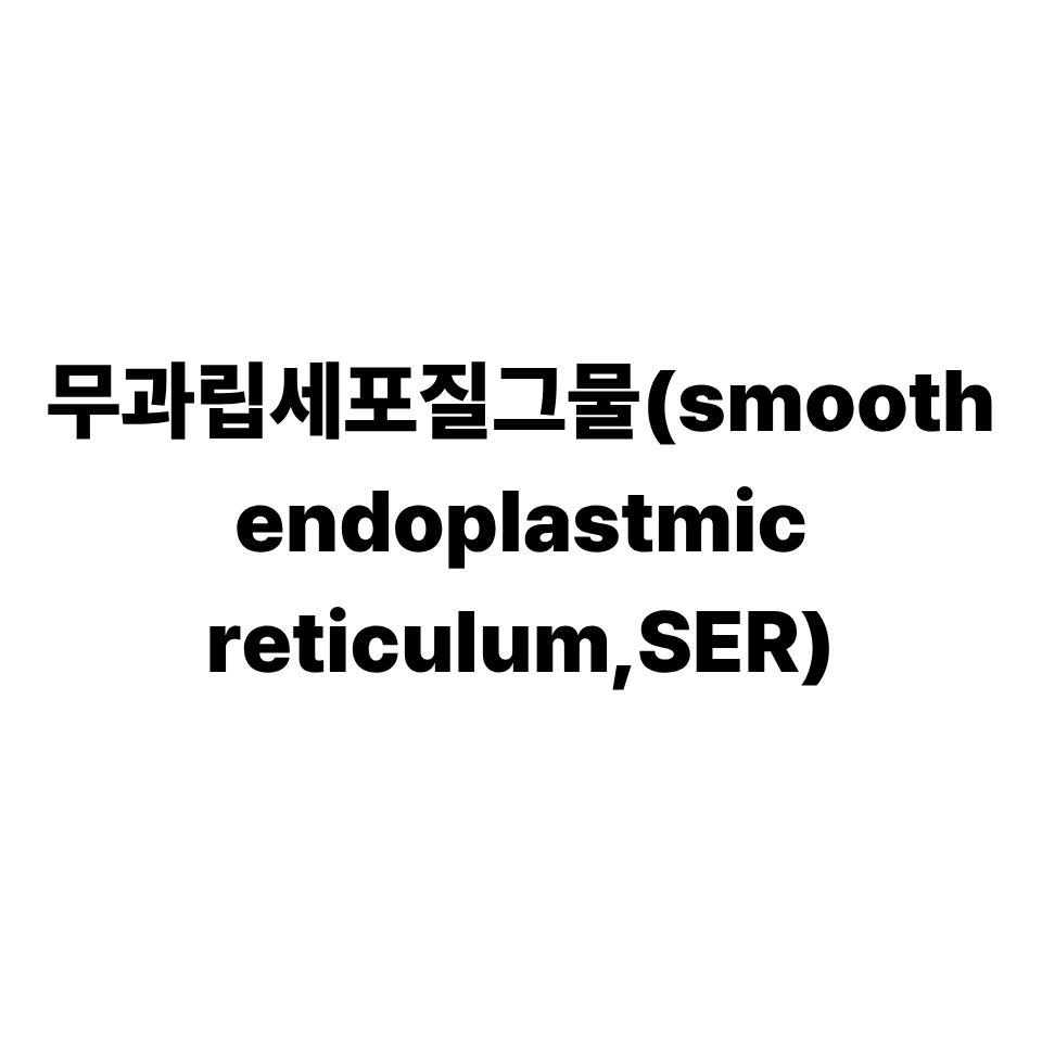 무과립세포질그물