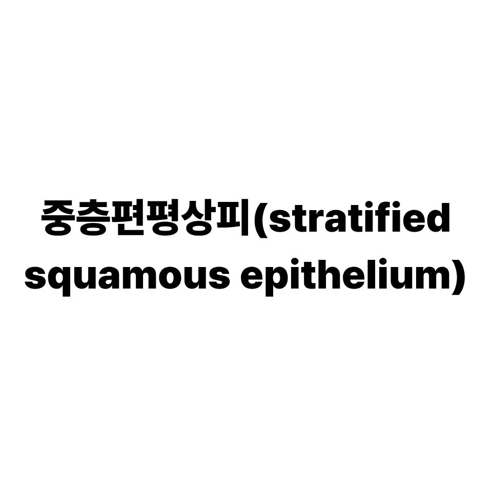 중층편평상피