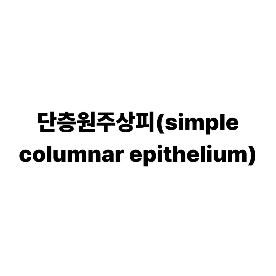 단층원주상피(simple columnar epithelium)