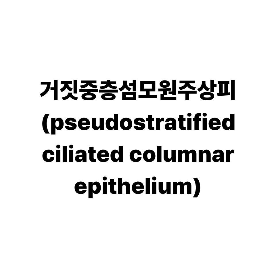 거짓중층섬모원주상피