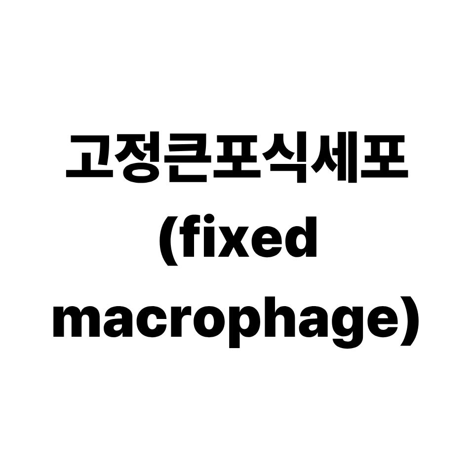 고정큰포식세포