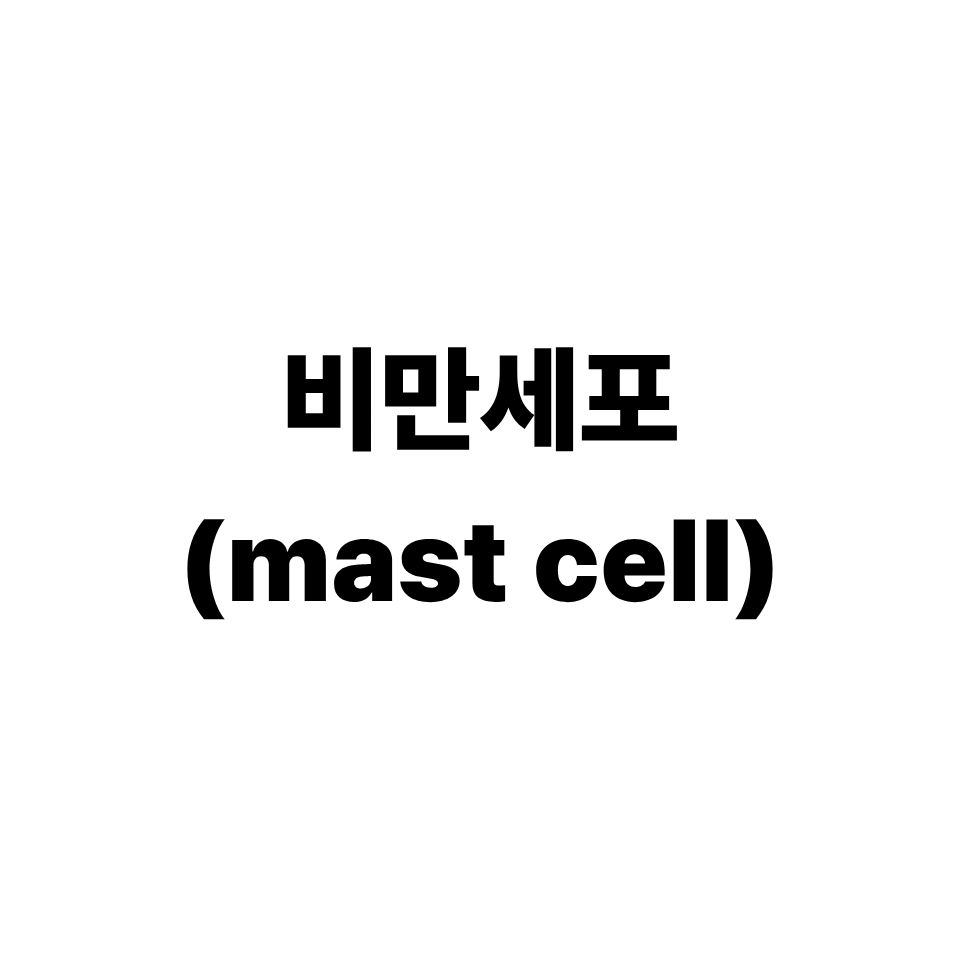 비만세포(mast cell)