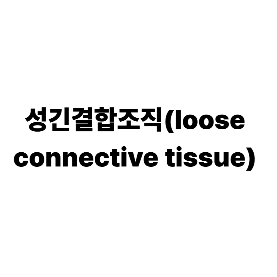 성긴결합조직