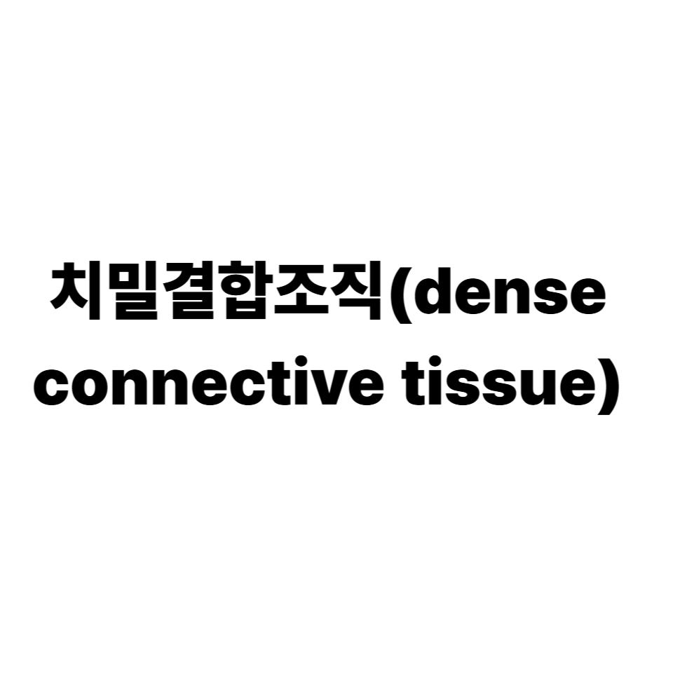 치밀결합조직