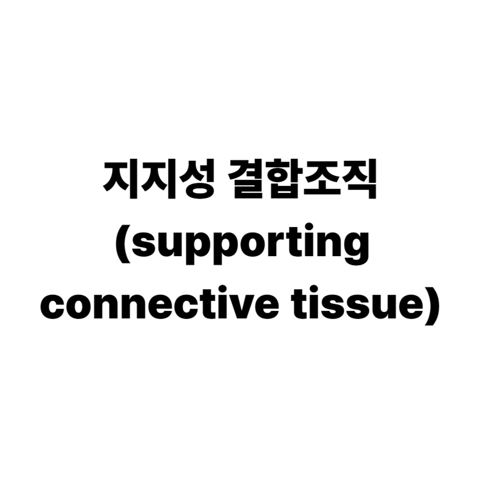 지지성 결합조직