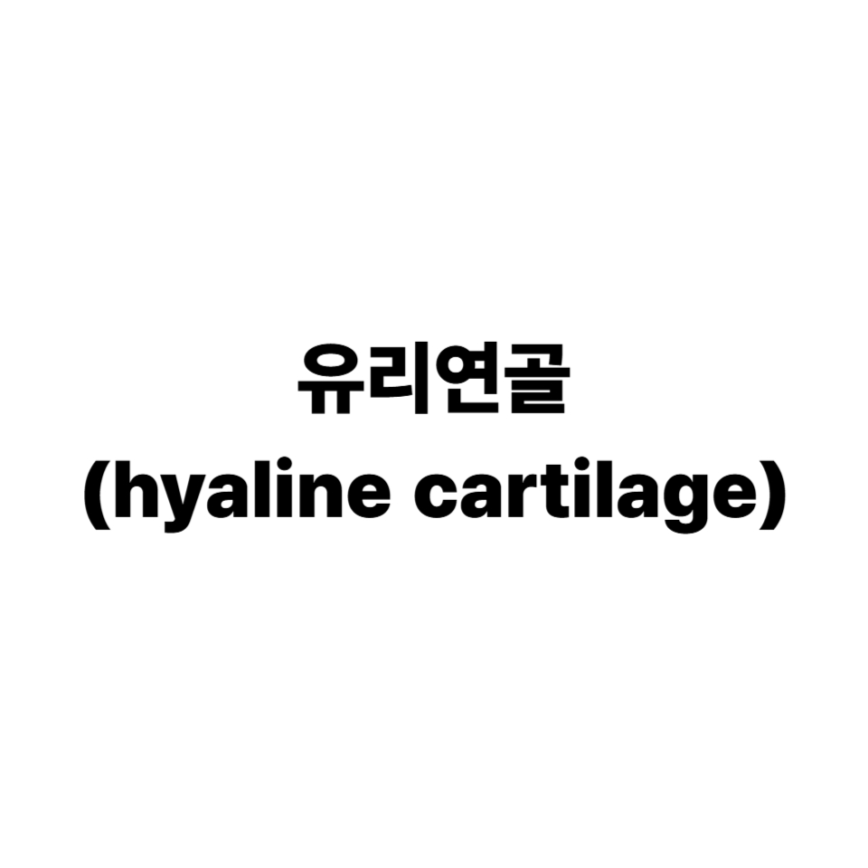 유리연골