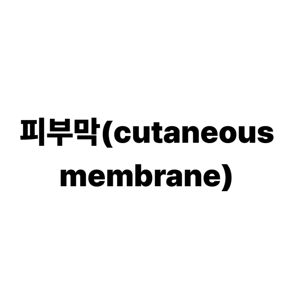 피부막