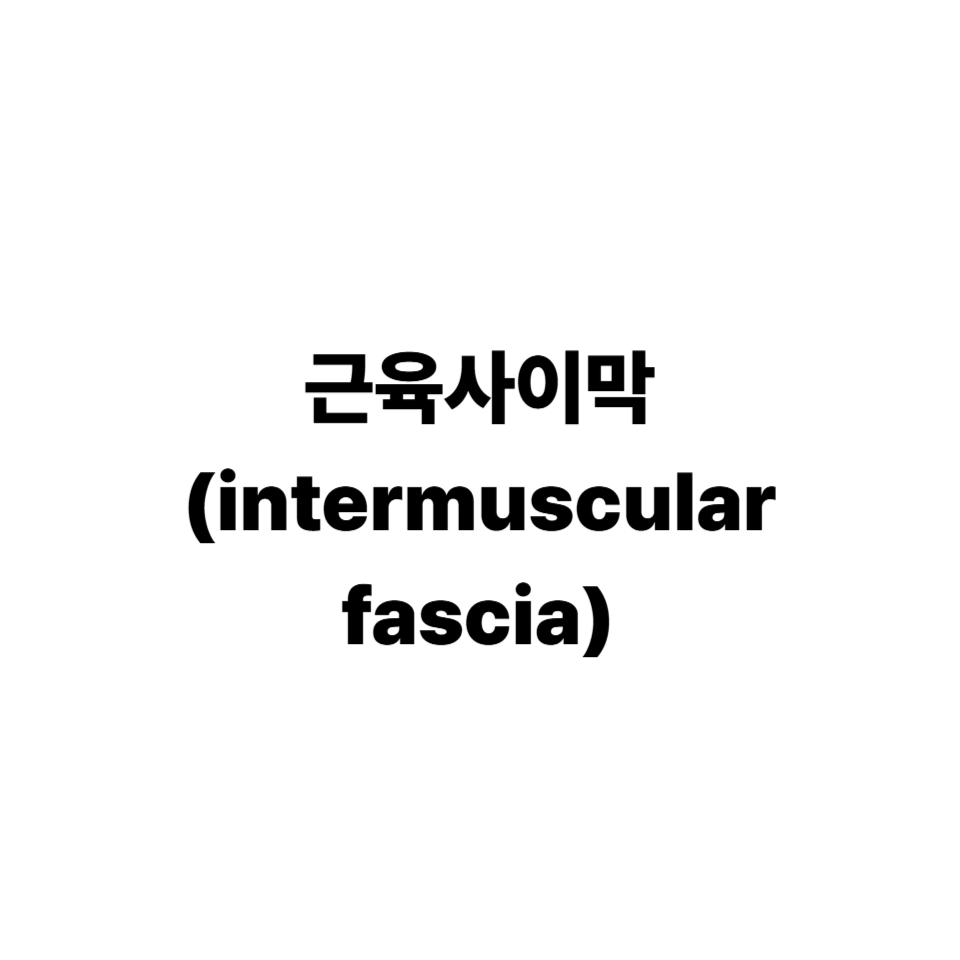 근육사이막