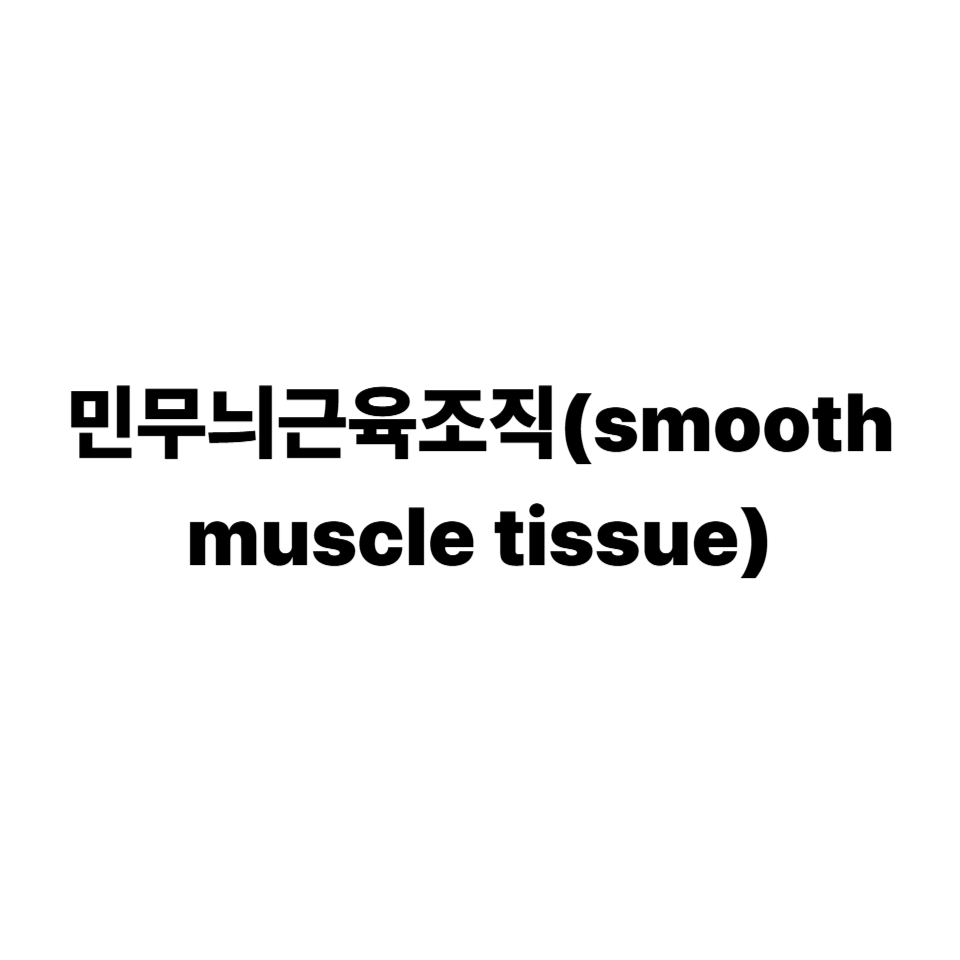 민무늬근육조직