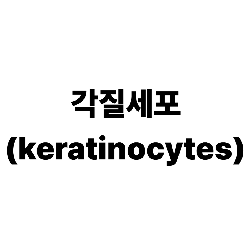 각질세포