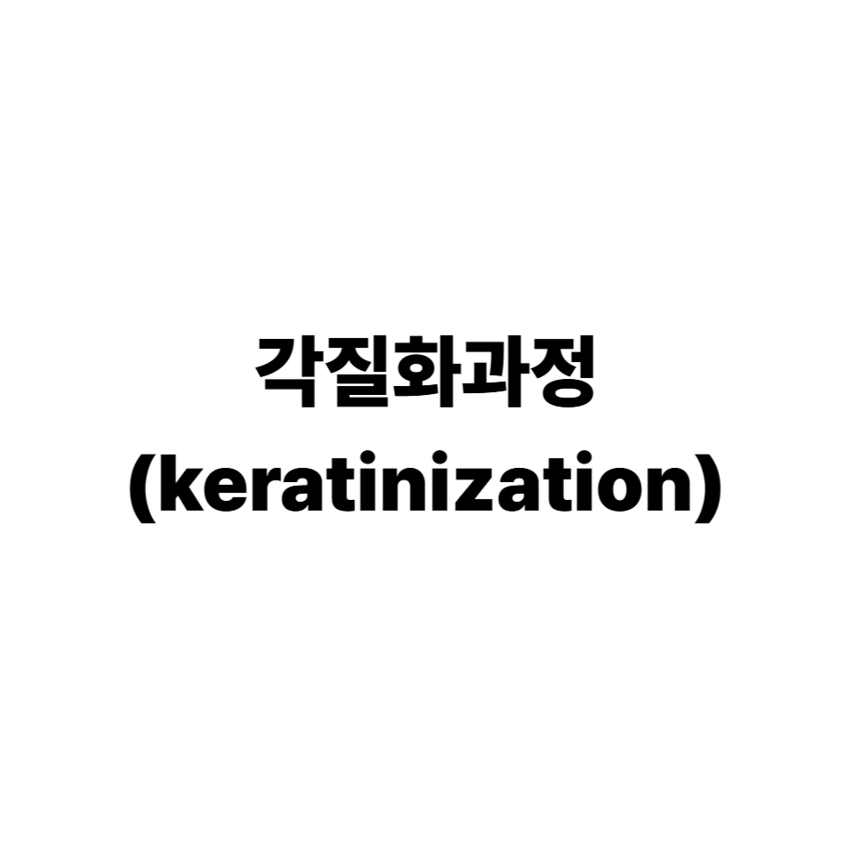 각질화