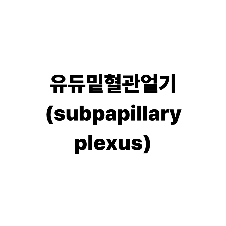 유두밑혈관얼기