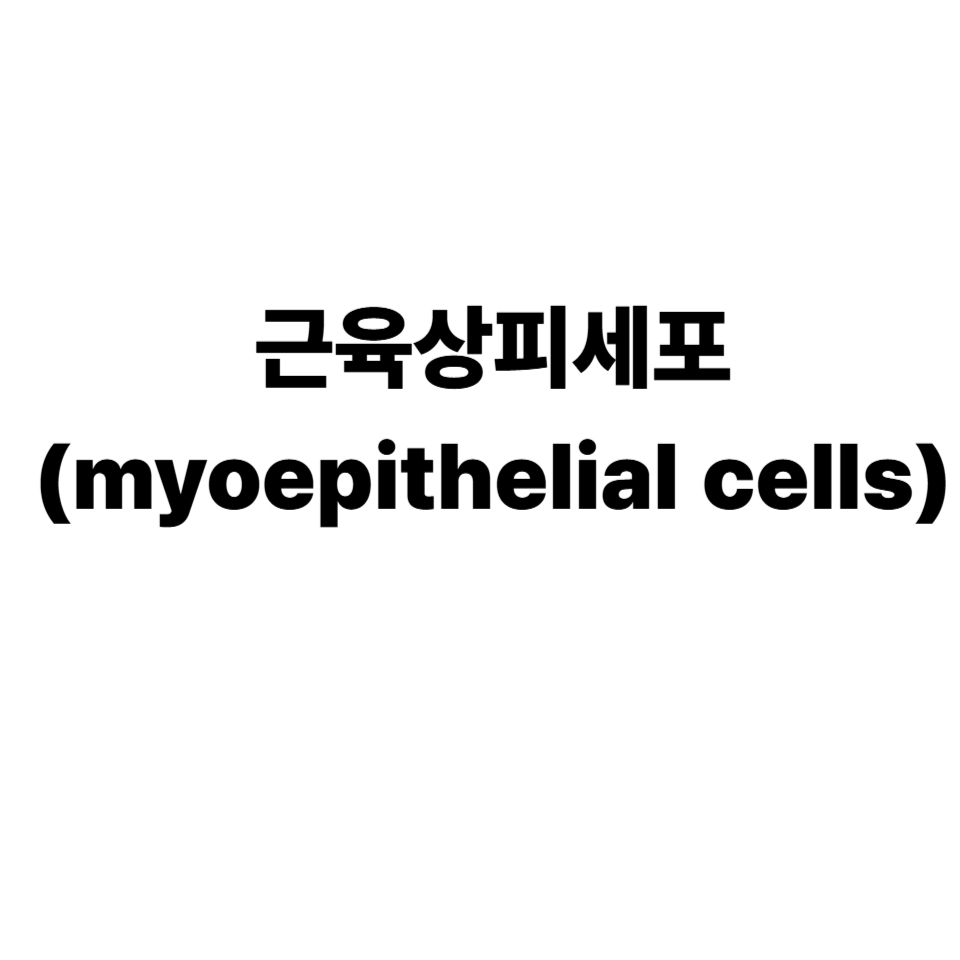 근육상피세포