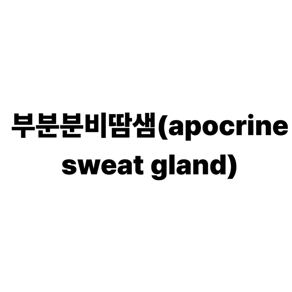 부분분비땀샘(apocrine sweat gland)