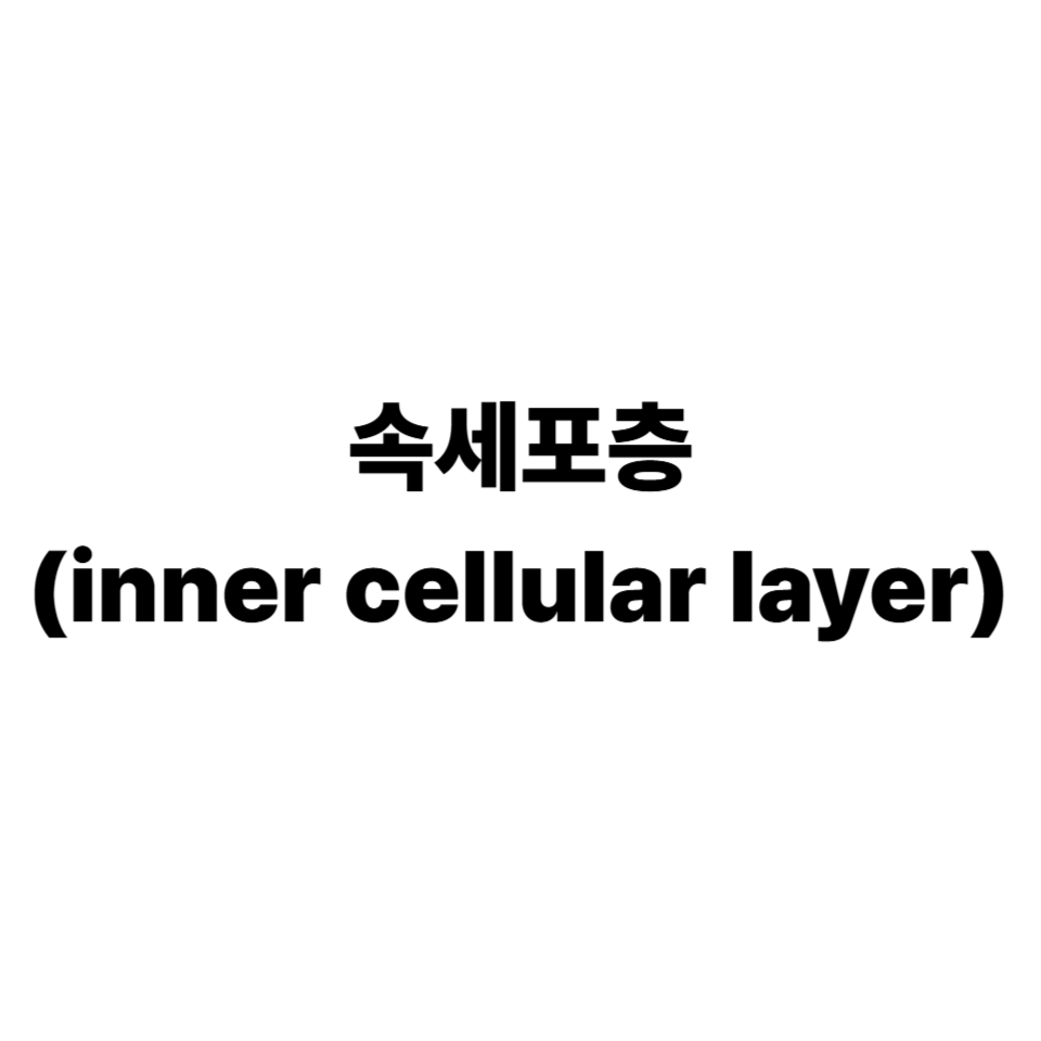 속세포층
