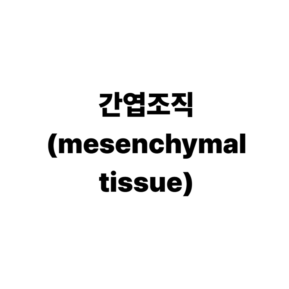 간엽조직