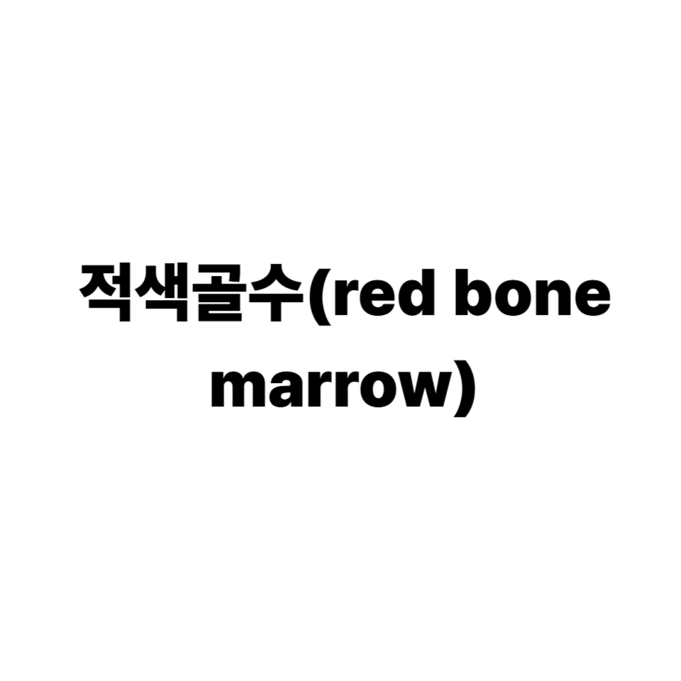 적색골수