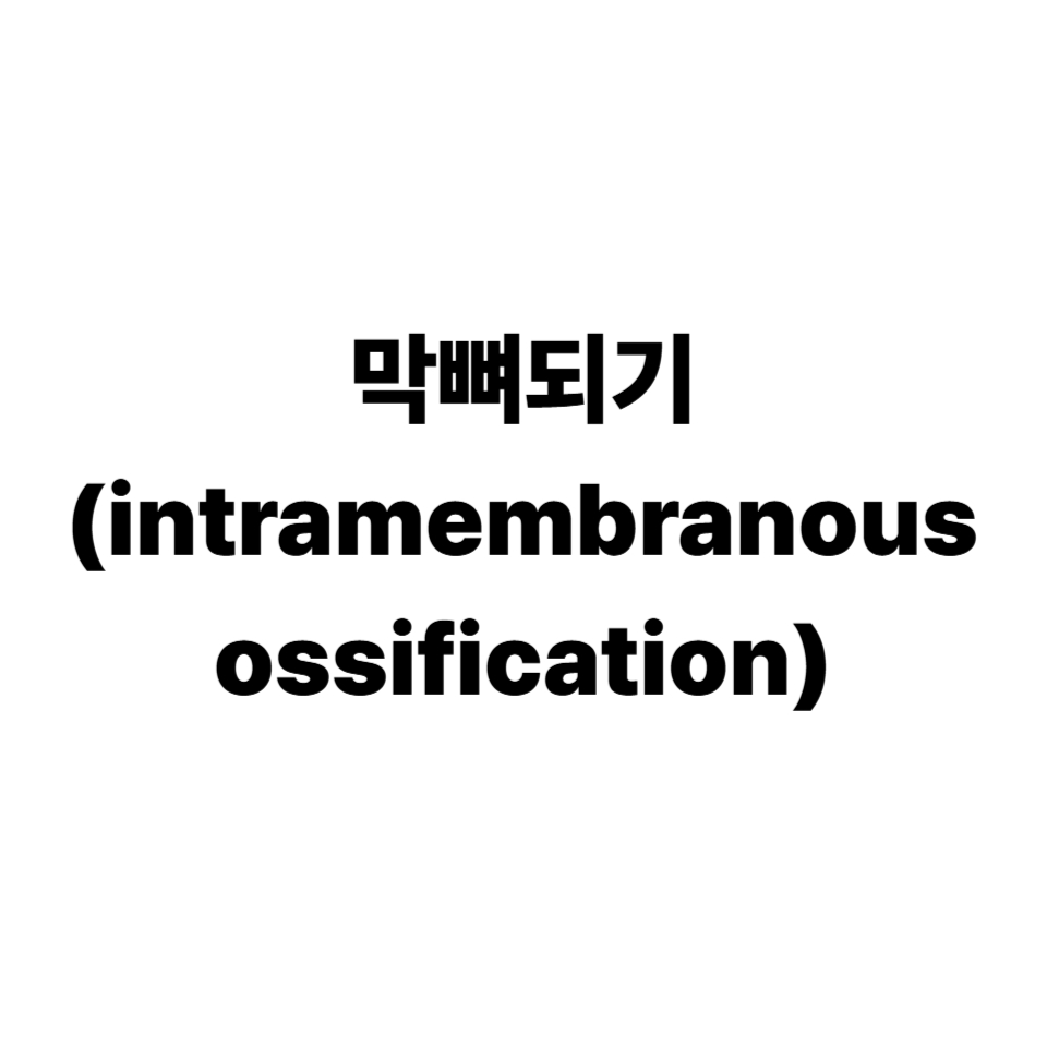 막뼈되기(intramembranous ossification)