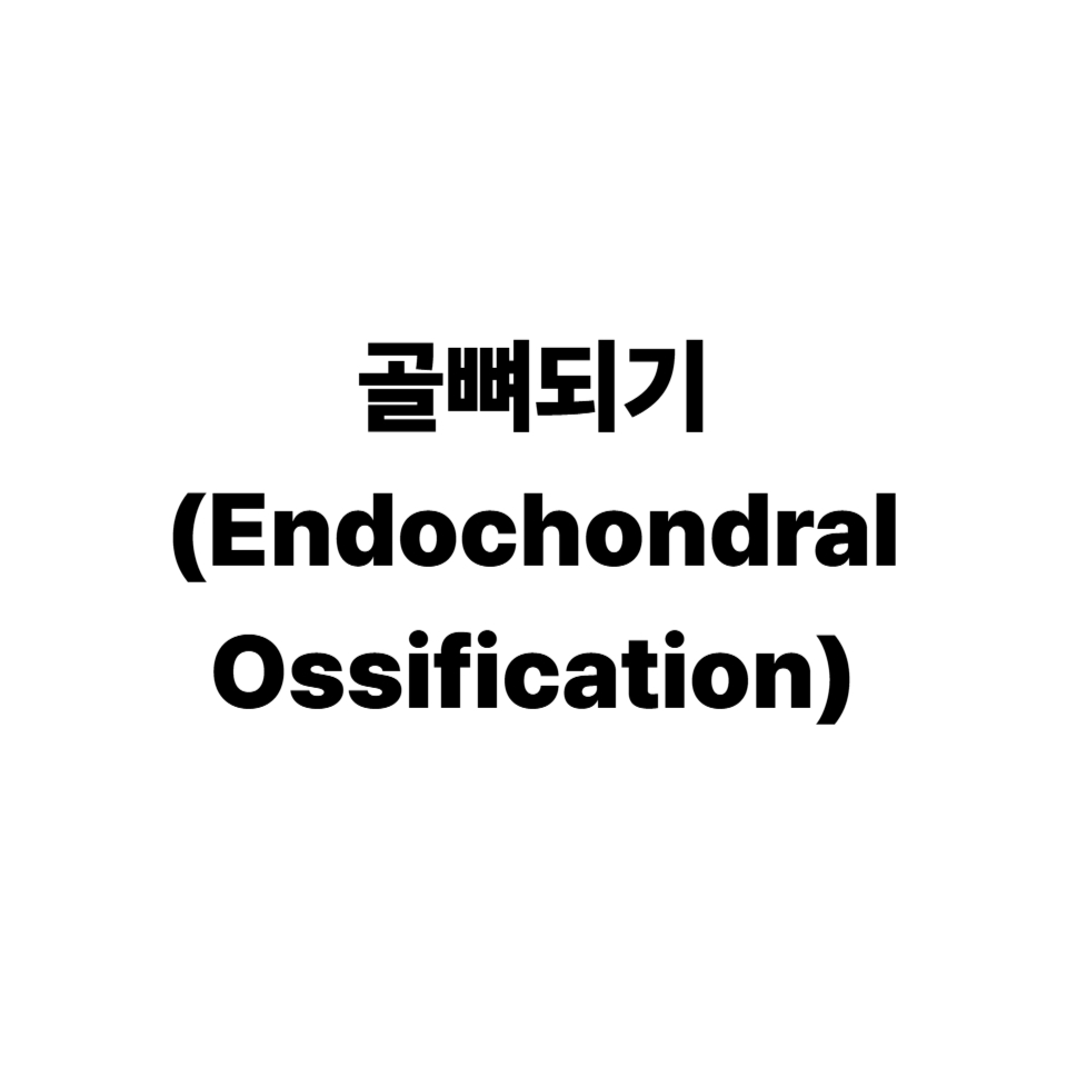골뼈되기(Endochondral Ossification)