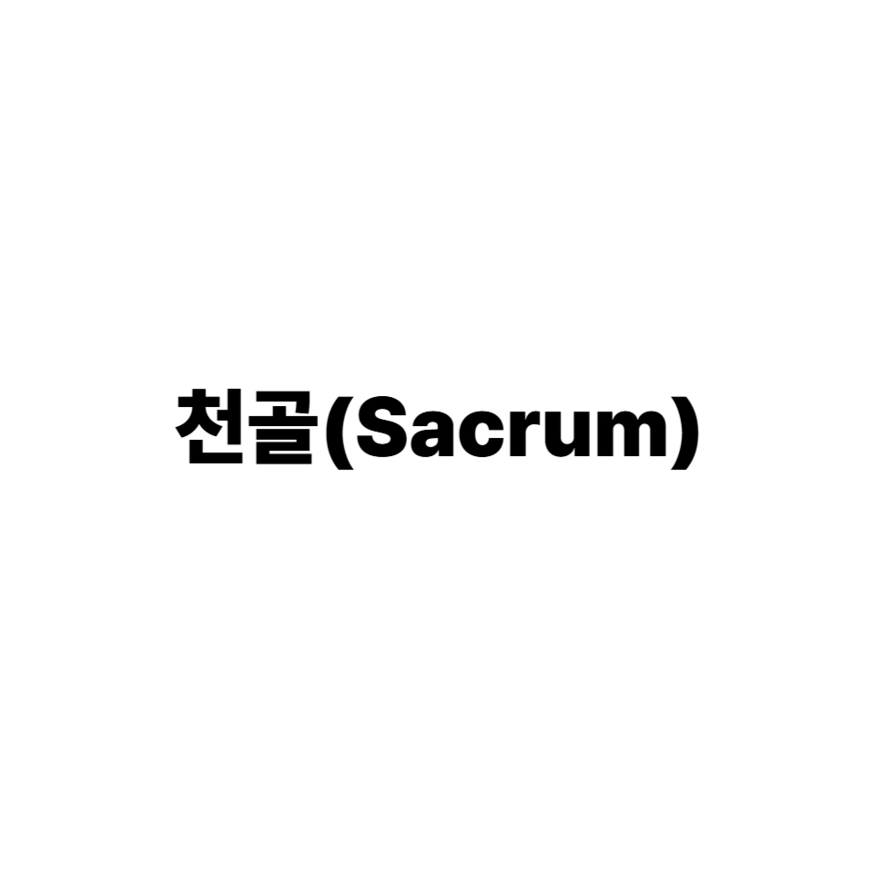 천골(Sacrum)