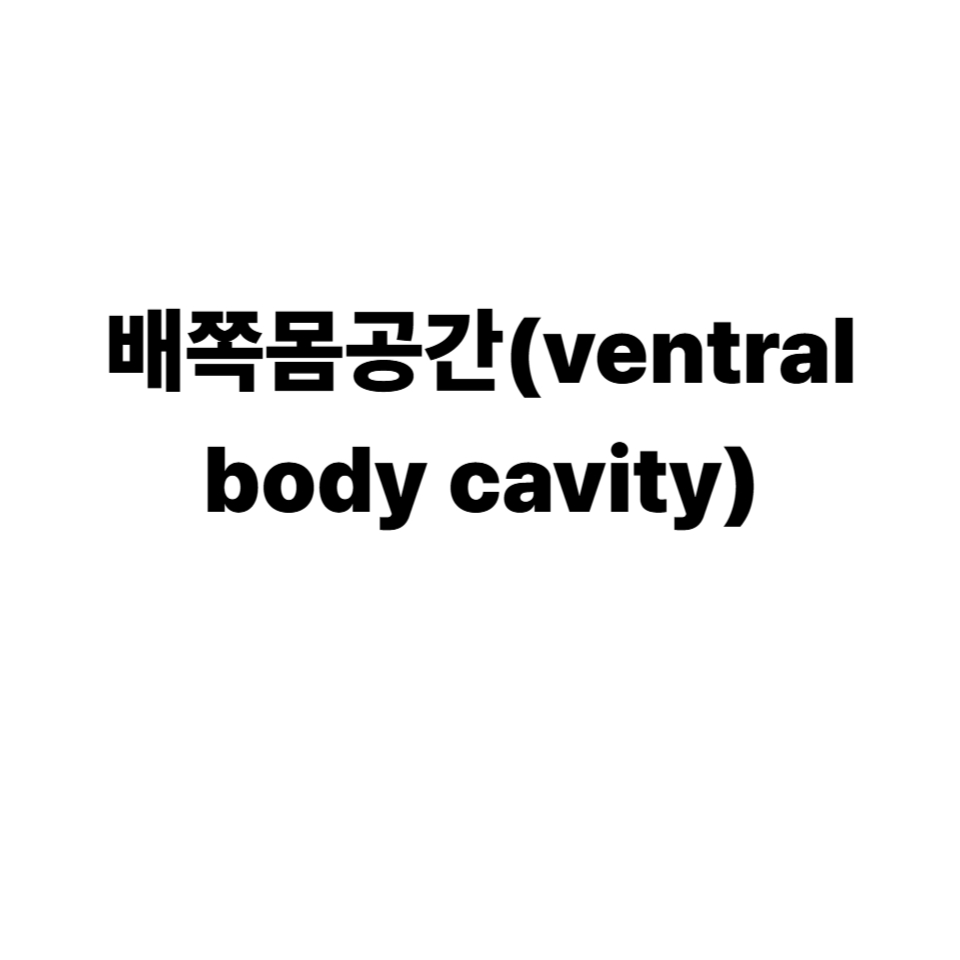 배쪽몸공간(ventral body cavity)