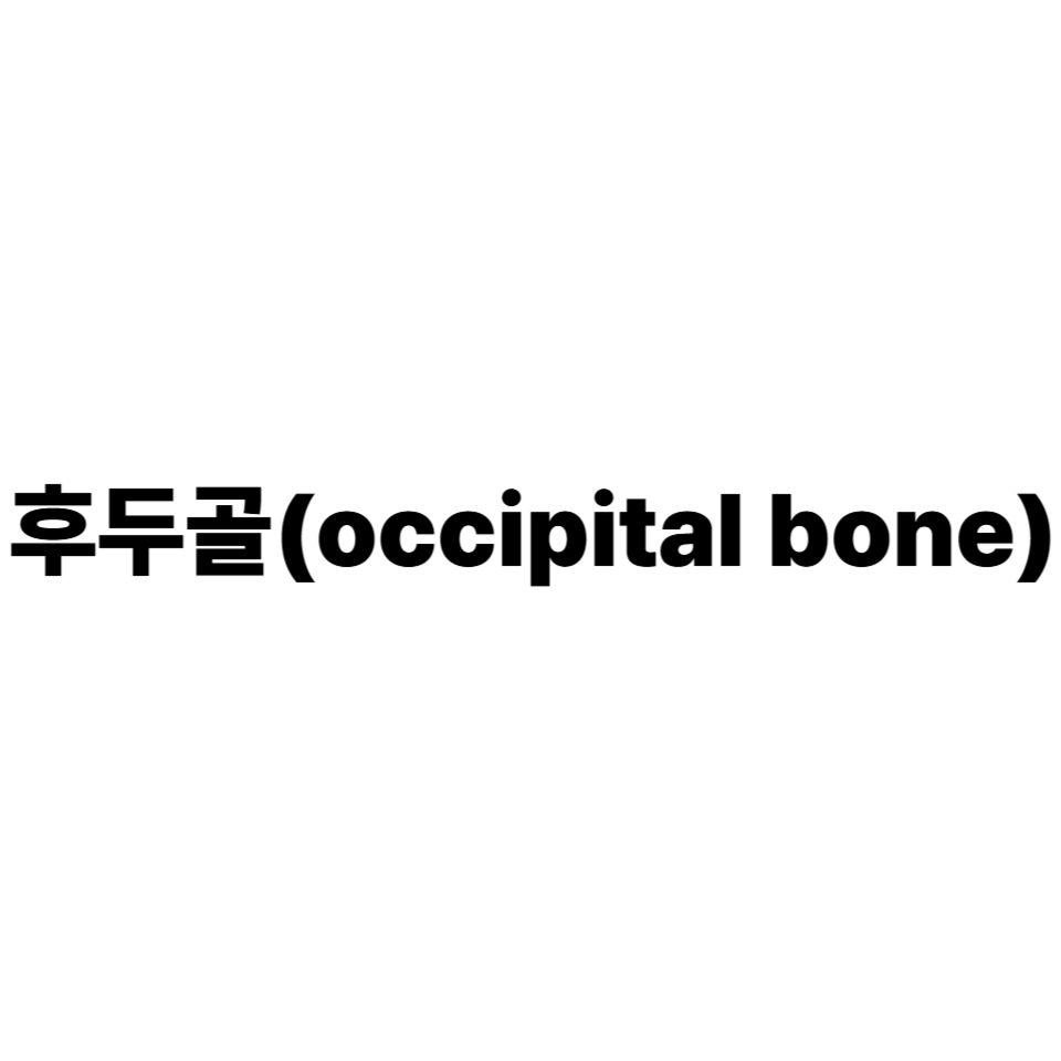 우리 몸의 머리 뒤쪽 아래에 자리 잡은 뼈, 바로 후두골입니다. 이 작은 뼈가 우리 몸의 균형과 움직임에 얼마나 중요한 역할을 하는지 아시나요? 후두골은 단순히 머리를 지탱하는 것을 넘어, 뇌를 보호하고 척추와 연결되어 우리 몸의 전반적인 건강에 깊이 관여합니다. 이 가이드에서는 후두골의 기본적인 이해부터 실생활에서의 중요성, 그리고 건강하게 관리하는 실용적인 방법까지 모두 알려드릴 것입니다. 우리 몸의 숨겨진 영웅, 후두골에 대해 함께 탐구해 봅시다. 후두골이란 무엇이며 왜 중요할까요 후두골의 위치와 구조 후두골은 머리 뒤쪽 아래 부분에 위치하며, 두개골의 가장 뒤쪽을 구성하는 뼈입니다. 나비 모양을 닮은 독특한 형태로, 머리뼈를 구성하는 다른 여러 뼈들과 복잡하게 연결되어 있습니다. 특히 후두골의 중앙에는 대후두공(Foramen Magnum)이라는 큰 구멍이 있는데, 이 구멍을 통해 뇌와 척수가 연결됩니다. 이는 신경계의 중요한 통로 역할을 합니다. 후두골의 핵심 기능 뇌 보호: 두개골의 일부로서 뇌의 중요한 부분, 특히 소뇌와 뇌간을 외부 충격으로부터 안전하게 보호하는 역할을 합니다. 척추와의 연결: 대후두공을 통해 척수가 시작되며, 후두골은 머리와 척추가 만나는 중요한 지점입니다. 이는 뇌에서 신체로 이어지는 신경 통로의 시작점입니다. 머리 움직임과 균형 유지: 후두골은 목뼈(경추)의 가장 위쪽 뼈인 환추(C1)와 축추(C2)와 관절을 이루어 머리를 앞뒤, 좌우로 움직이게 하고 몸의 균형을 잡는 데 필수적인 역할을 합니다. 근육 부착점: 목과 등의 여러 중요한 근육들이 후두골에 붙어 있어, 머리와 목의 안정성을 유지하고 다양한 움직임을 가능하게 돕습니다. 실생활에서 후두골의 중요성 우리가 느끼는 증상들 후두골은 일상생활 속 우리의 자세, 통증, 심지어 감각에도 영향을 미칩니다. 후두골 주변의 근육이나 신경에 문제가 생기면 다양한 불편함을 겪을 수 있습니다. 두통과 목 통증: 후두골 주변의 신경이 압박되거나 근육이 긴장하면서 발생하는 후두신경통, 긴장성 두통, 경추성 두통 등이 흔합니다. 뒤통수가 지끈거리거나 찌릿한 통증으로 나타나기도 합니다. 자세 불균형: 잘못된 자세는 후두골 주변 근육에 과도한 긴장을 유발하고, 이는 다시 전반적인 자세 불균형을 악화시키는 악순환으로 이어질 수 있습니다. 어깨 결림과 팔 저림: 목과 어깨 근육의 긴장은 후두골에도 영향을