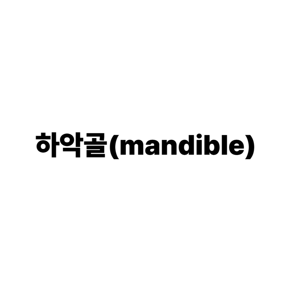하악골(mandible)