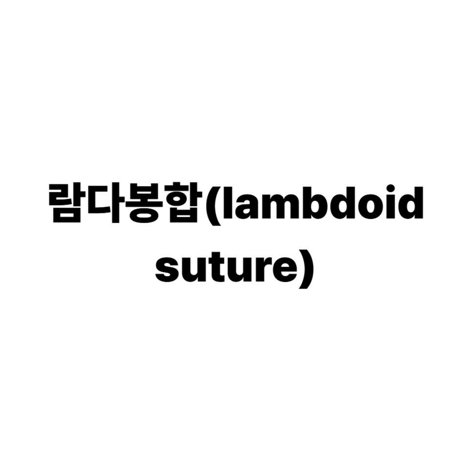 람다봉합(lambdoid suture)