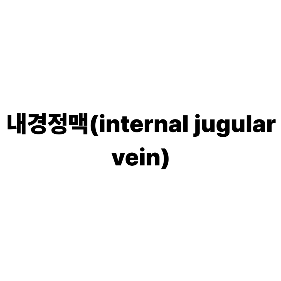 내경정맥(internal jugular vein)