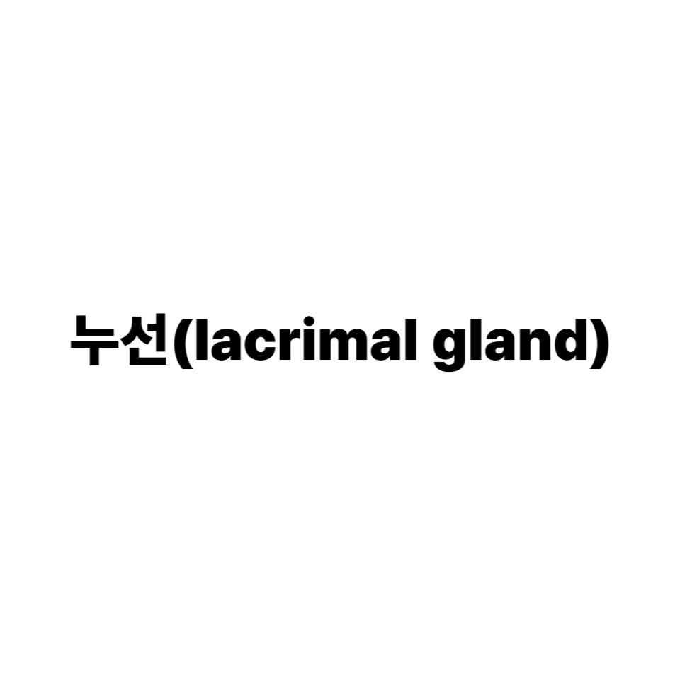 누선(lacrimal gland)
