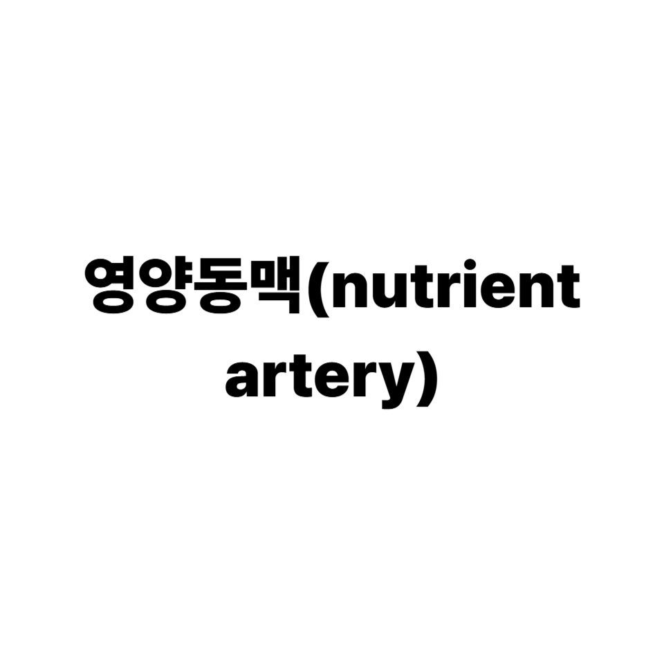 영양동맥