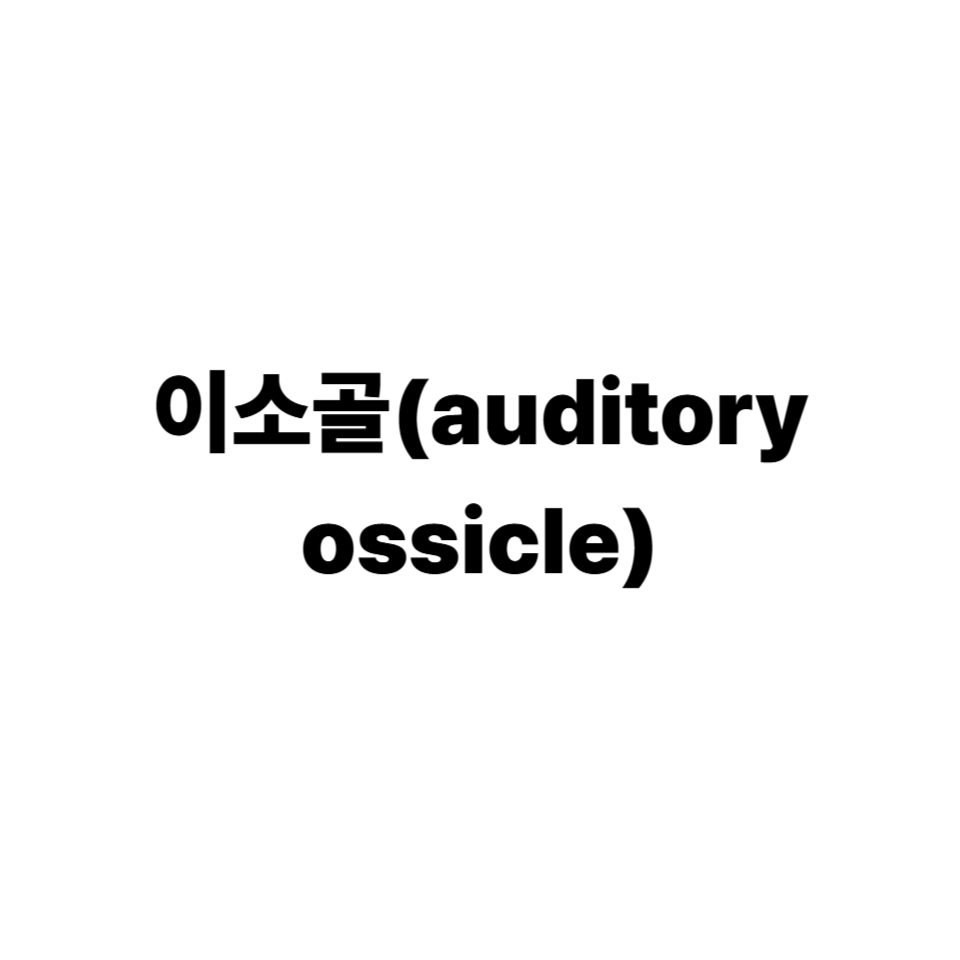 이소골(auditory ossicle)