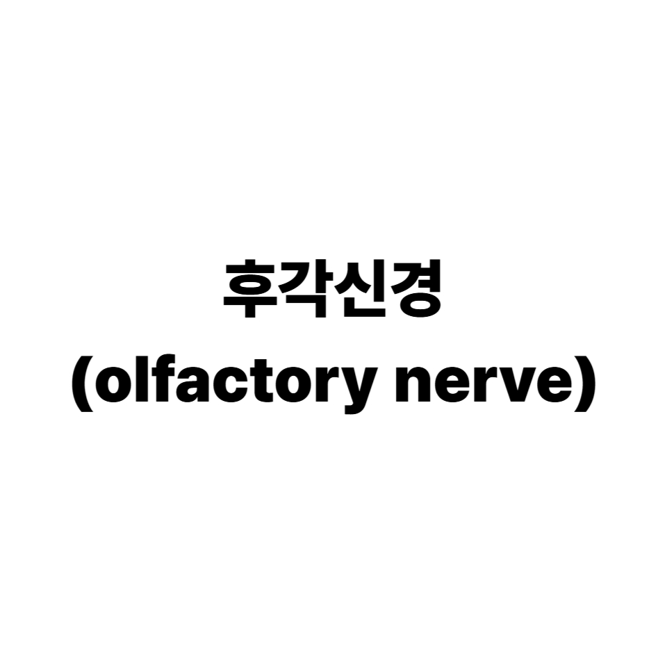 후각신경