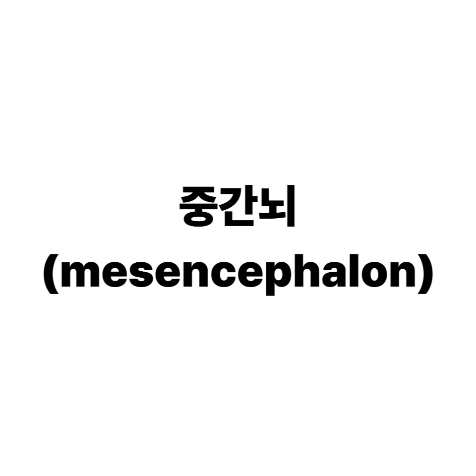 중간뇌(mesencephalon)