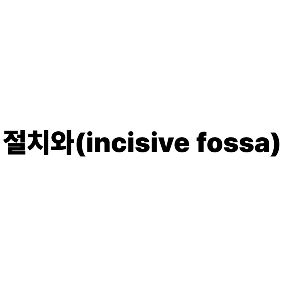 절치와(incisive fossa)