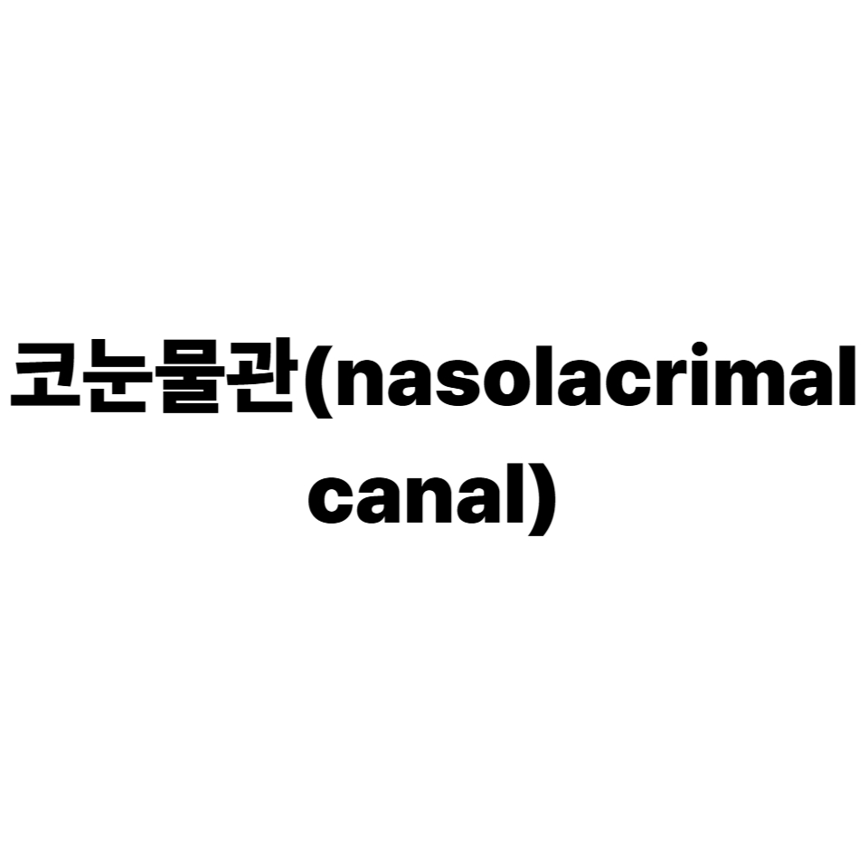 코눈물관(nasolacrimal canal)