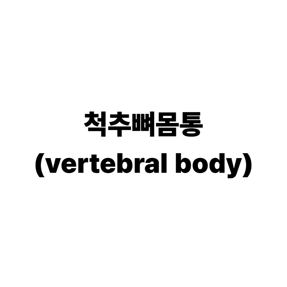 척추뼈몸통