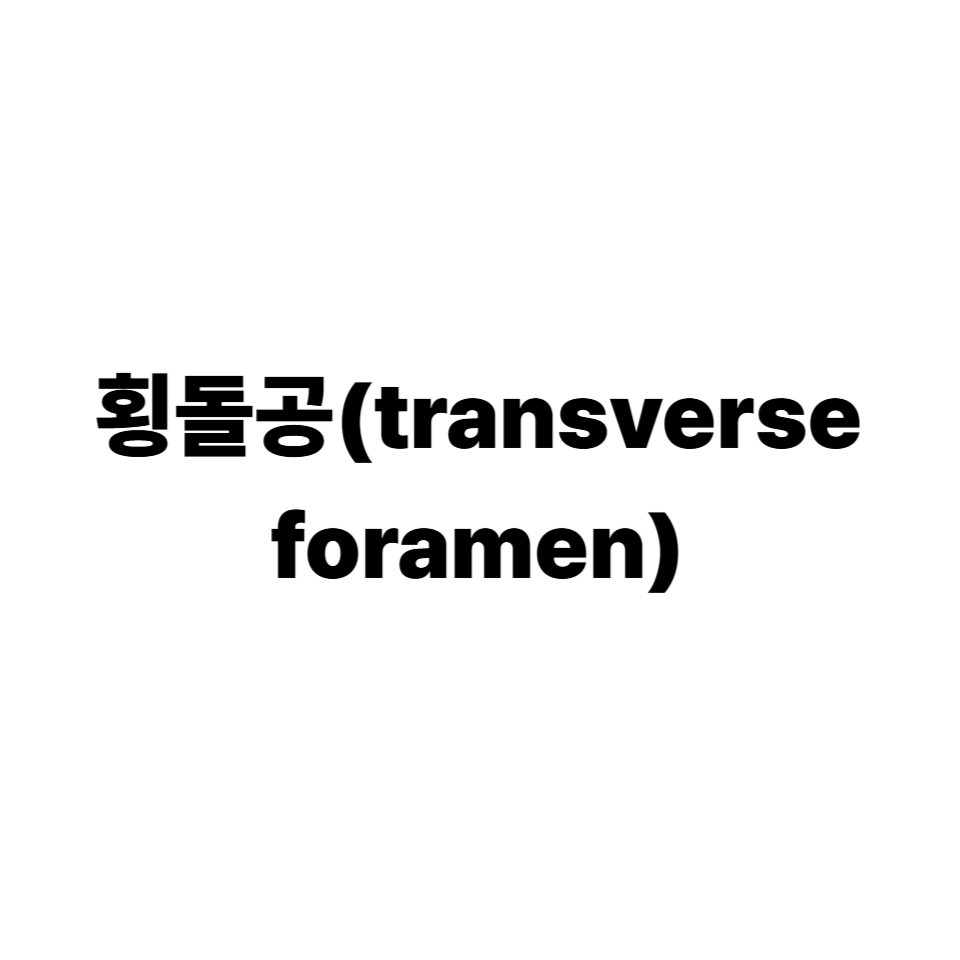 횡돌공(transverse foramen)