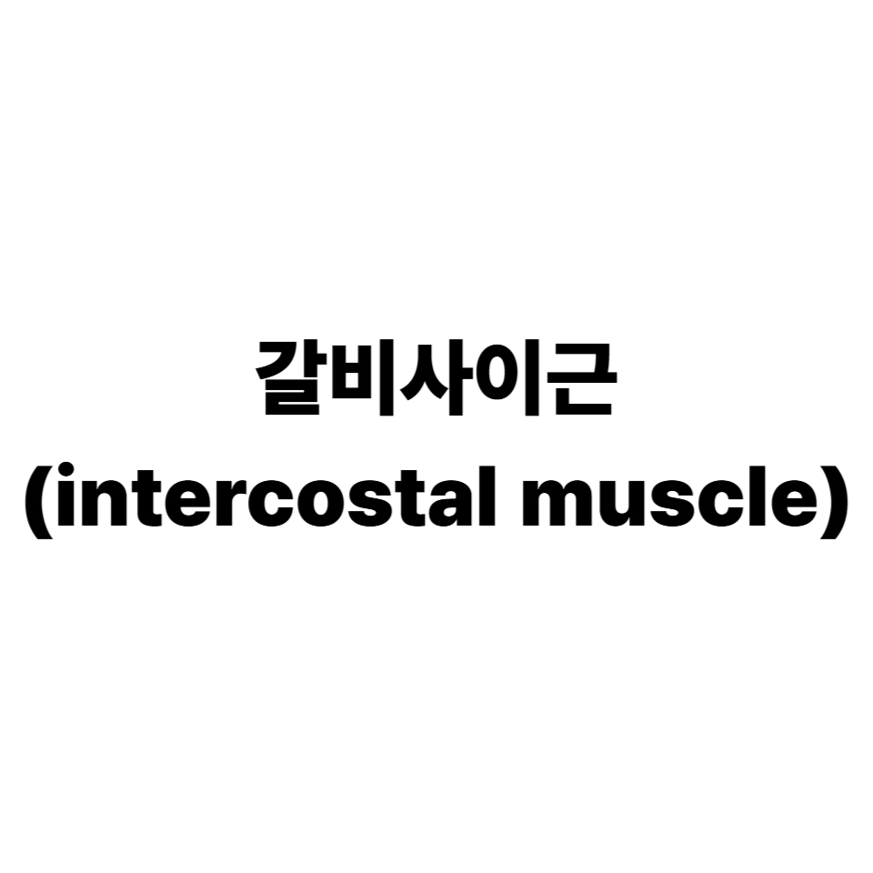 갈비사이근