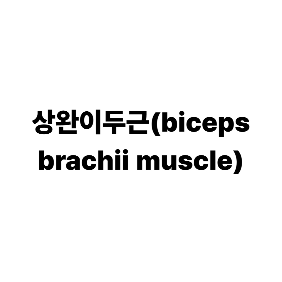 상완이두근